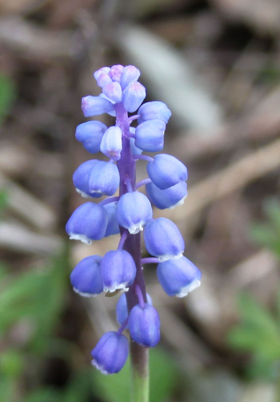 Muscari botryoides e neglectum